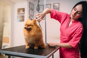 Best Pet Grooming in Mississauga
